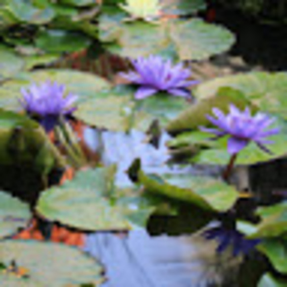 Meet your Posher, Tayva - Picture 1 of 1